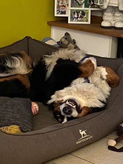 Berner Sennen-Beitrag-Bild