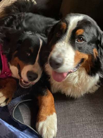 Berner Sennen-Beitrag-Bild