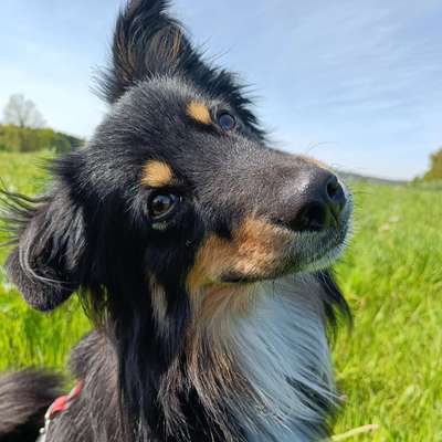 Hundetreffen-Gassirunde in Schwandorf