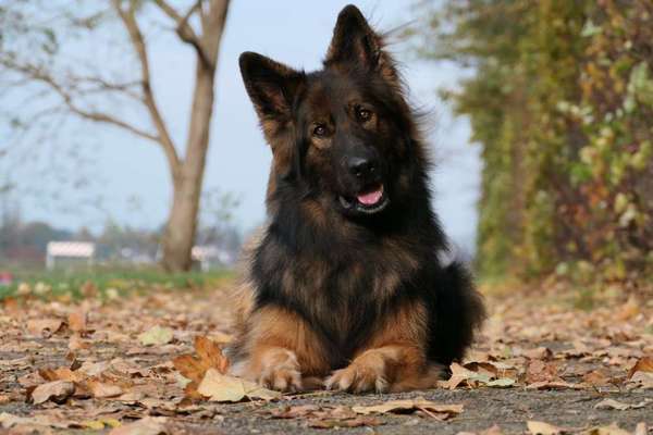 Alles rund um den Schäferhund, diskutieren erwünscht.-Beitrag-Bild