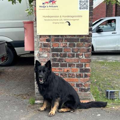 Hundepensionen-Nadjas Petcare-Bild