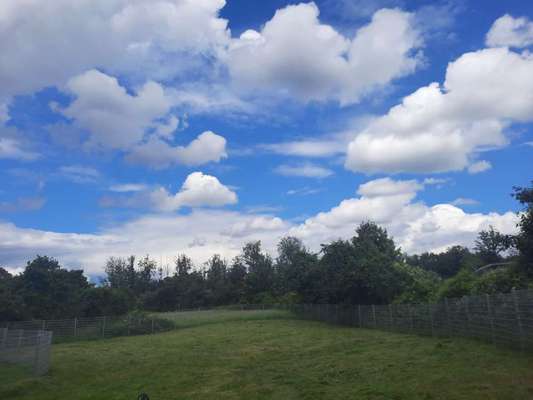 %{de_profession_title}-Hundepension &Hundetagesstätte-Bild