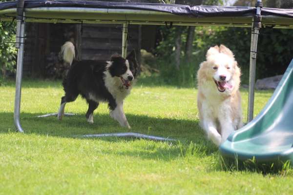 Hundetreffen-Border Collie treffen in Osterholz-Scharmbeck in reizarmer Umgebung-Bild