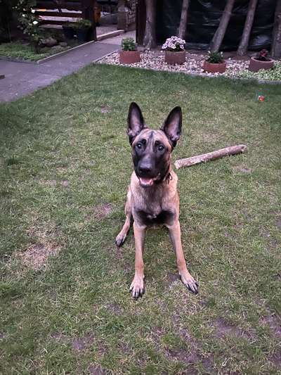 Zeigt eure Malinois!!!-Beitrag-Bild