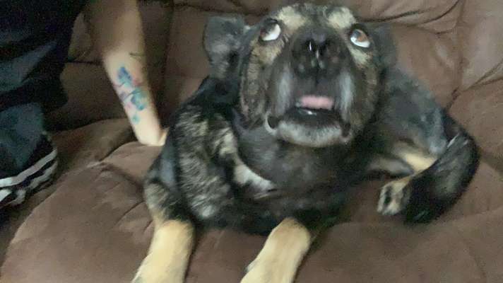 Lustigsten Grimassen von euren Hunden-Beitrag-Bild