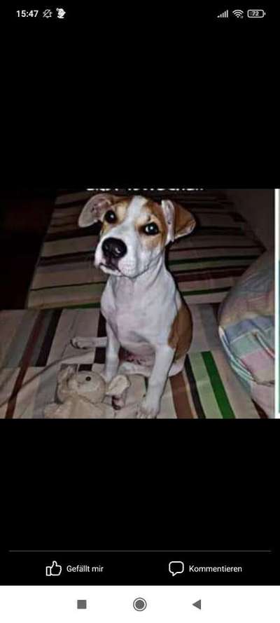 Welpen Bilder !-Beitrag-Bild