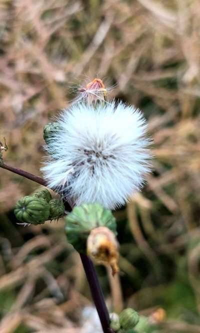 Die wunderschöne Welt mit Hund.-Beitrag-Bild