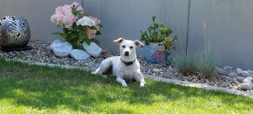 Die Dogorama Kalender Challenge 4/4-Beitrag-Bild