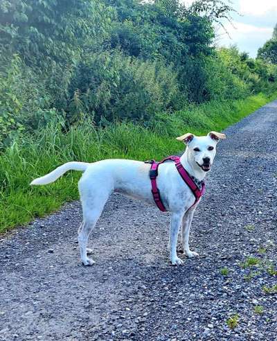 Die wunderschöne Welt mit Hund.-Beitrag-Bild
