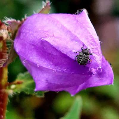Die wunderschöne Welt mit Hund.-Beitrag-Bild