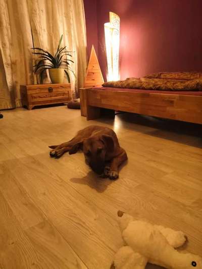 Hund springt ins Bett-Beitrag-Bild