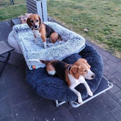 Hundetreffen-Hundetreff-Profilbild