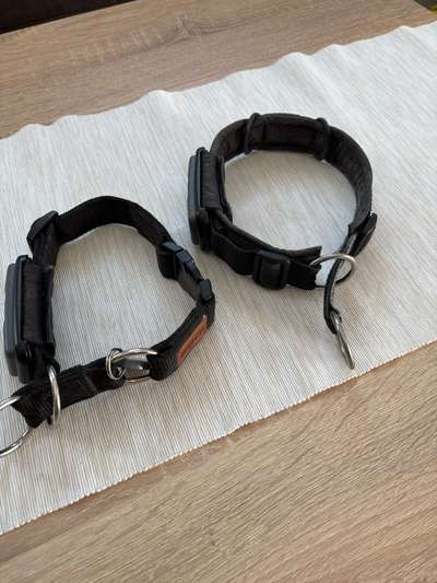 Welches Halsband trägt dein Hund und warum dieses?-Beitrag-Bild