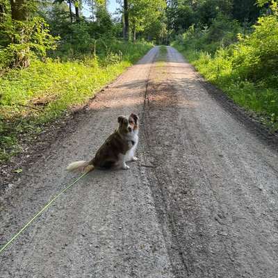 aktuelles Foto Gruppe Australian Shepherd