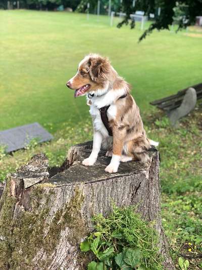 27. Handy Fotochallenge-Beitrag-Bild