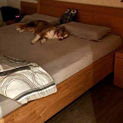 aktuelles Foto Gruppe Australian Shepherd
