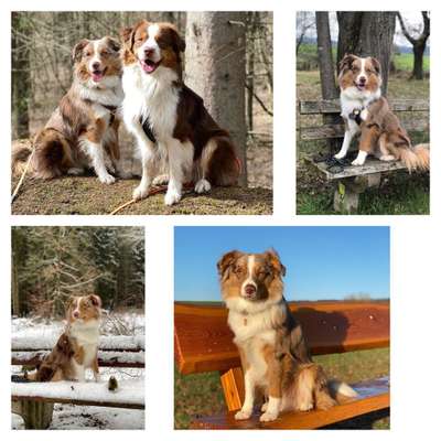 31. Collagen Challenge - Bänke/ Steine /Baumstümpfe-Beitrag-Bild