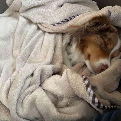 aktuelles Foto Gruppe Australian Shepherd