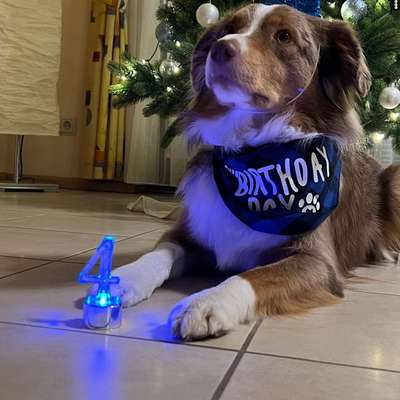 aktuelles Foto Gruppe Australian Shepherd