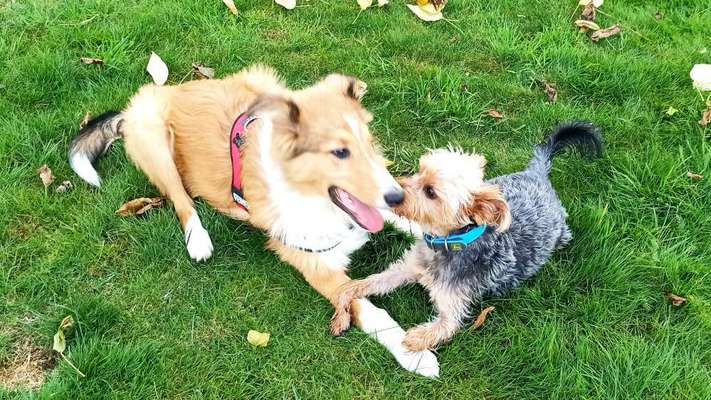 Foto Challenge 103    Hundefreundschaften-Beitrag-Bild