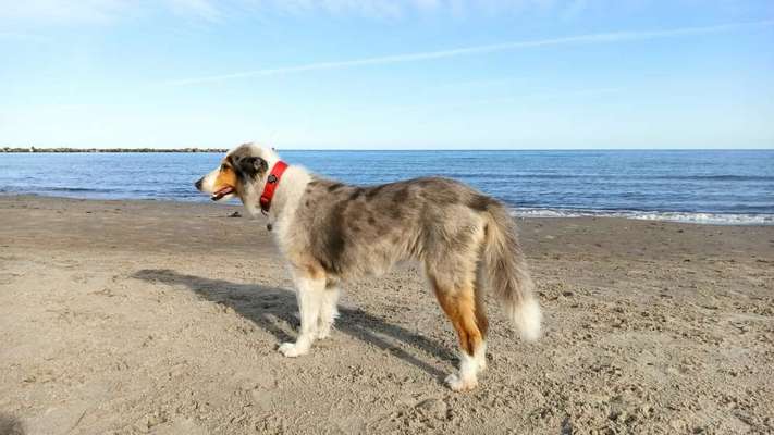 Langhaar Collies-Beitrag-Bild
