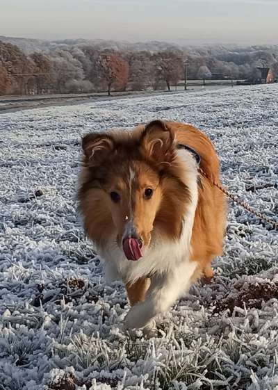 Collies -wo seid ihr?-Beitrag-Bild