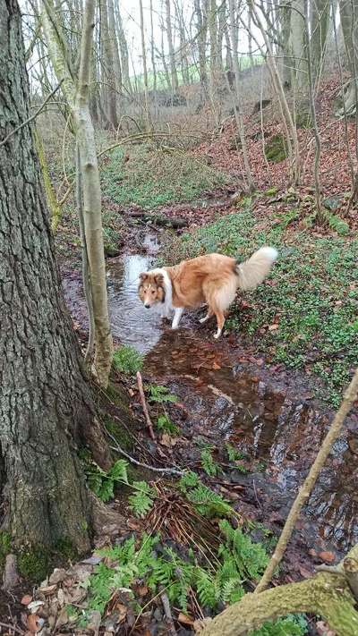 Collies gesucht-Beitrag-Bild