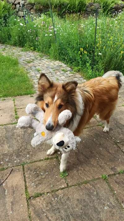 Langhaar Collies-Beitrag-Bild