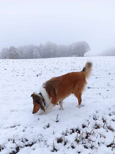 Collies gesucht-Beitrag-Bild