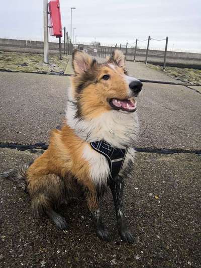 Collies -wo seid ihr?-Beitrag-Bild