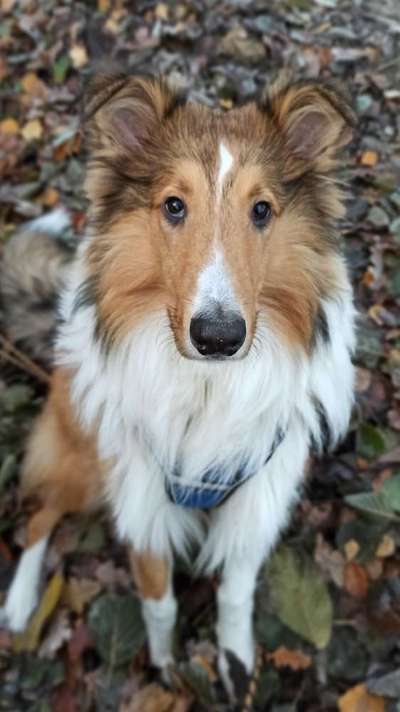 Collies gesucht-Beitrag-Bild