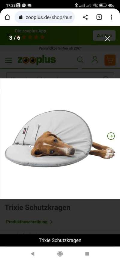 Collies gesucht-Beitrag-Bild