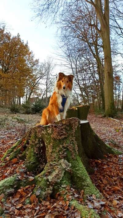 Amerikanischer Collie-Beitrag-Bild