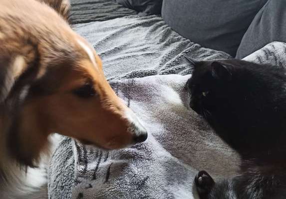 Collies gesucht-Beitrag-Bild