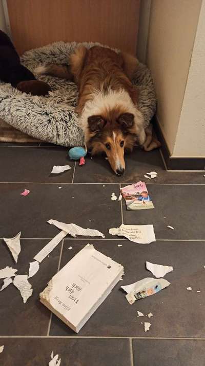 Collies gesucht-Beitrag-Bild