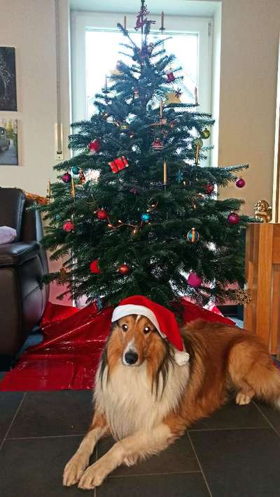 Collies gesucht-Beitrag-Bild