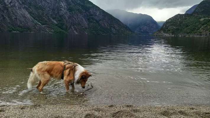 Collies gesucht-Beitrag-Bild