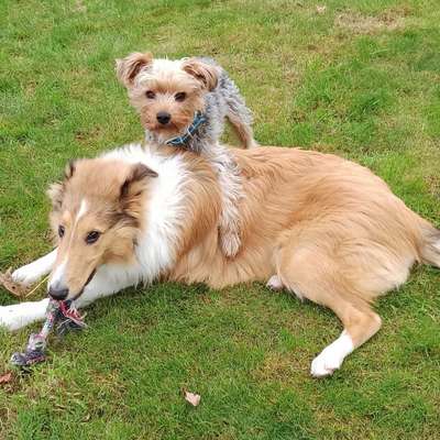 Hundetreffen-Welpen / Junghunde Treffen-Bild