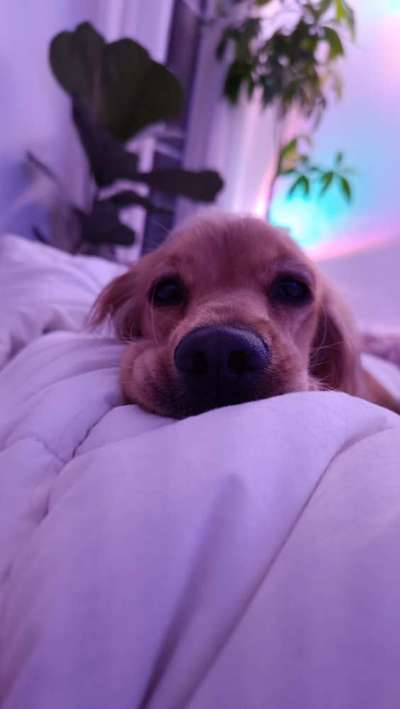 Hundetreffen-Suche nach Hunde Buddy in Köpenick:)-Bild