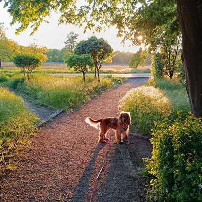 Hundetreffen-Regelmäßige Social Walks gesucht  :)-Bild