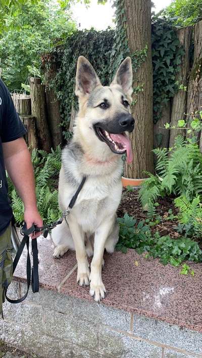 Schäferhund-Beitrag-Bild