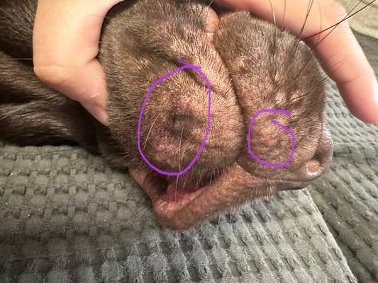 Bläschen. Knubbel. Schnauze.-Beitrag-Bild