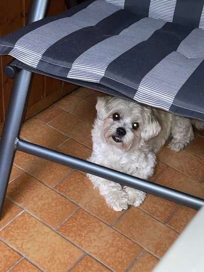 Mischlinge raten - Rätselspaß-Beitrag-Bild