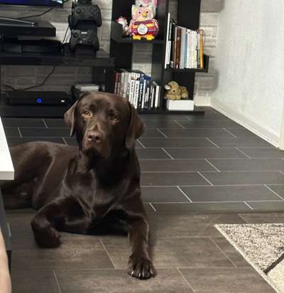 Stich Pfote. Socken gegen lecken.-Beitrag-Bild