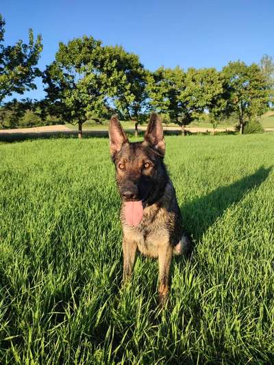 Alles rund um den Schäferhund, diskutieren erwünscht.-Beitrag-Bild