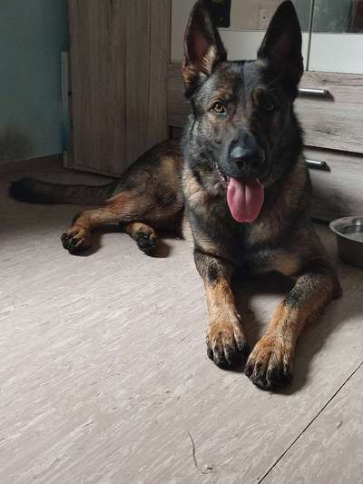 Alles rund um den Schäferhund, diskutieren erwünscht.-Beitrag-Bild