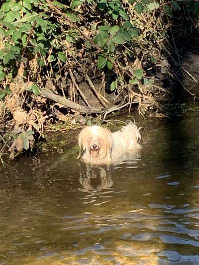 Dogorama-Monats-Challenge-Mai "Wasser"-Beitrag-Bild