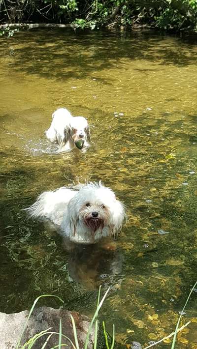 Dogorama-Monats-Challenge-Mai "Wasser"-Beitrag-Bild