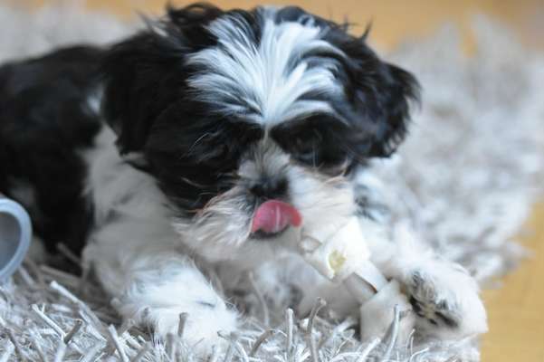 Shih Tzu von Jung bis Senioren-Beitrag-Bild