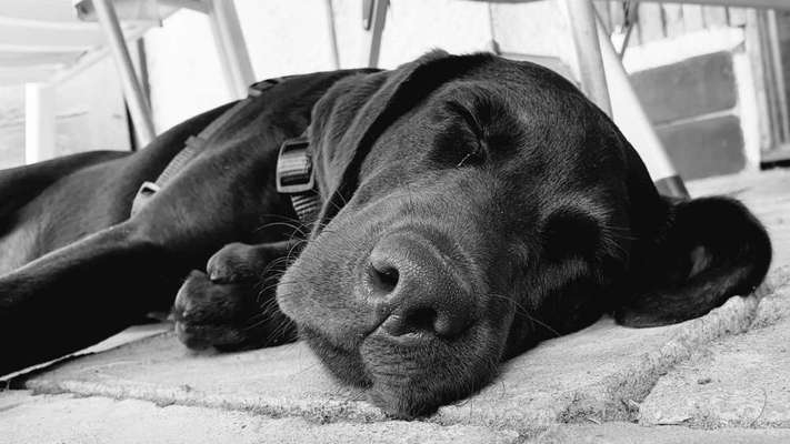 Die Dogorama Kalender Challenge Titelbild-Beitrag-Bild